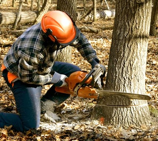 Tree Removal in Bourneville, OH